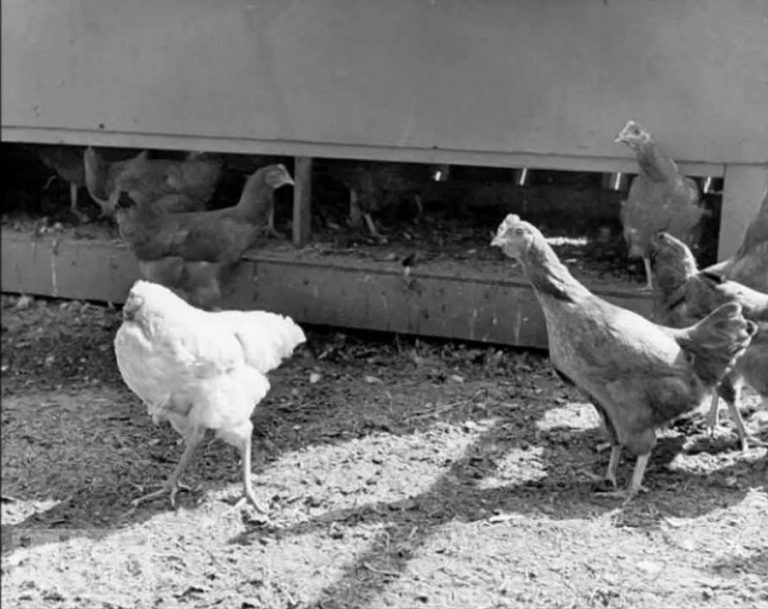 他の鶏と生活する首なし鶏マイク